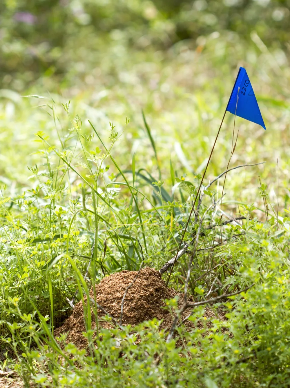 Close-up of a large fire ant mound, a rough dome of excavated sandy soil built up around grass stems.
